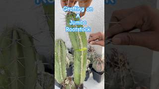 Cactus SOS Grafting to Prevent Loss [upl. by Lleze90]