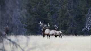 Bull Elk Shedding An Antler [upl. by Harley136]