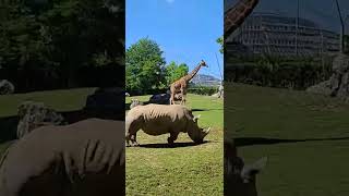 Zoo de beauval travel beautiful nature france [upl. by Nomled]