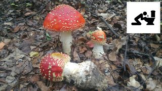 Muchomor czerwony Amanita muscaria Jaworzno [upl. by Hawger]