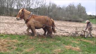 EQUITRACTION labour au brabant traction animale [upl. by Marcin]