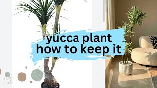 All about yucca plant yucca plant care tipsmaintenance propagation कैसे करें indooroutdoorplant [upl. by Castara]