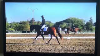 2024 intro dressage test C 732 [upl. by Scopp]