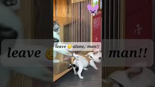 Funny pugs times  funny doglover animals [upl. by Noseyt]