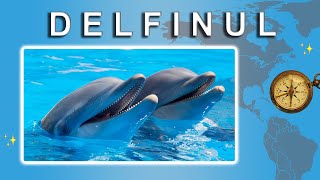 Delfinul  Universul minunat al delfinilor  Lumea Animalelor [upl. by Leia582]