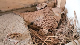 From Crossing To Hatching Eggs  Complete Process Of Teetar Breading [upl. by Kendrah]