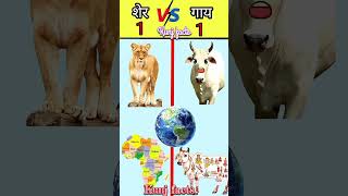 sher vs gay factshort viral shortfeed  Kunj trending [upl. by Anital]