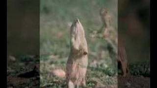 Blacktailed Prairie Dog Anatomy of the Jumpyip [upl. by Saxet]