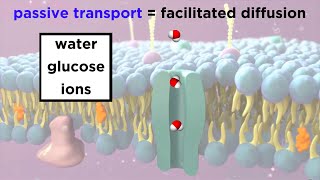 Structure Of The Cell Membrane Active and Passive Transport [upl. by Anas]