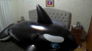 My inflatable animals collection [upl. by Renmus]