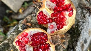 Preparing pomegranate paste for winter  Cheshme Mealsfoodvillage christmas halloween [upl. by Lettig]