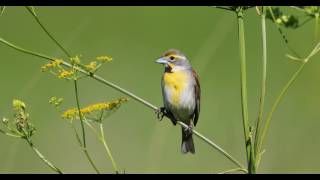 Dickcissel  Spiza americana [upl. by Ellehcim319]