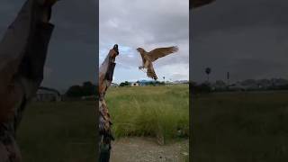 Goshawk Training 🔥🦅 wildeagle birdwatching birdhunting bird wildlife hunting birdofprey [upl. by Anoyet988]