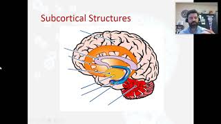 Subcortical Structures [upl. by Enytsuj]