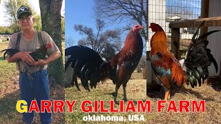 GARRY GILLIAM Game Farm ROUNDHEADS and SUPERHATCH Big farm breeding chicken farming [upl. by Bennink]