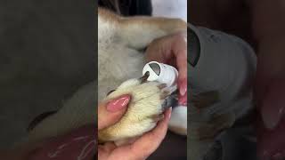 Effortless Grooming with Animigo Pet Nail Grinder  Quiet amp Easy to Use [upl. by Hildegaard212]