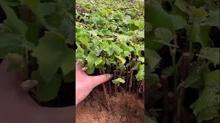 Grapes Plant Propagation Grapes Branches Cuttings shorts propagation cuttings plant [upl. by Bel]