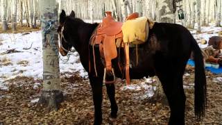 How to saddle a mule for huntinghobbleridein Colorado [upl. by Ainwat]