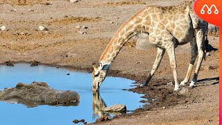 QUANDO A GIRAFA VAI BEBER AGUA [upl. by Anirrok]