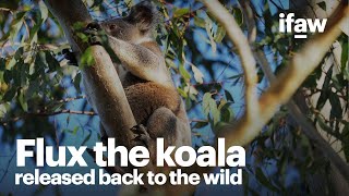 Watch Flux the koala return back to the wild [upl. by Danyluk672]