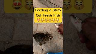 The Joy of Feeding a Stray Cats Watch What Happens [upl. by Suivart]