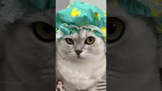 Funny video🤣🤣 funny cat funnycats shortvideo youtubeshorts [upl. by Eislehc820]