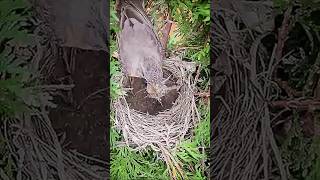 Bird Making Butterfly Nest shorts bird viralvideos [upl. by Myles]