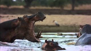 Hippo Vs Croc Trailer  Wildscreen Festival 2014  Submission [upl. by Initof]