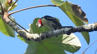 Black spotted barbet [upl. by Kelleher]