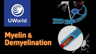 Myelin amp Demyelination in Multiple Sclerosis USMLE Step 1 USMLE UWorld Questions Nervous system [upl. by Secundas368]