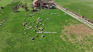 AKTUALE  Pashko Gojçaj Rrëfimi i një jete të kushtuar kujdesit të deleve [upl. by Nnairret]