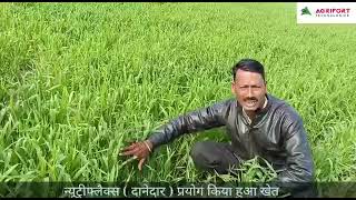 गेहूं में Nutriflax gr प्रयोग होने के बाद आए अच्छे परिणामAGRIFORTNUTRIFLAX की जानकारी [upl. by Ayamahs]