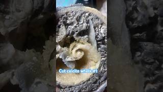 Cut calcite whelk 1 crystals fossils [upl. by Gnem]