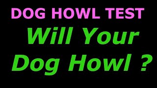 Dog Howl Test  Sounds To Make Your Dog Howl [upl. by Annaeel]