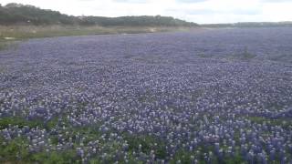 2014  Spicewood Bluebonnets  Muleshoe Bend Recreation Area [upl. by Bigner133]