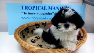 5222 ShihTzu Macho [upl. by Thoer]