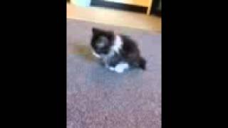 Handicapped Kittens First quotStepsquot [upl. by Atteynad]