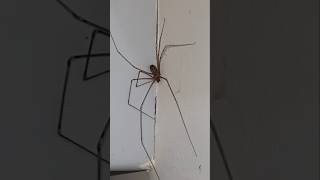 Pholcus phalangioides Spider shorts youtubeshorts shortsfeed nature trending viral spider [upl. by Hayley]