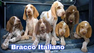 Bracco Italiano Dog Breed Information malayalam [upl. by Cinimmod]