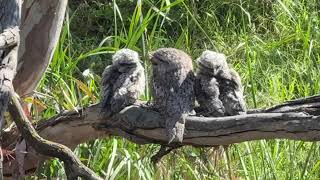 Tawny Frogmouth chicks [upl. by Ylnevaeh937]