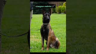 Top 10 Guard Dogs of All Time The Ultimate Protector Breeds  Dog Protection [upl. by Ferriter]