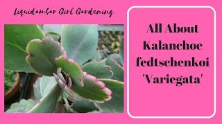 All About Kalanchoe fedtschenkoi AKA Bryophyllum [upl. by Akelam]