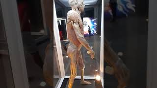 ANATOMÍA EN 3D  EL CUERPO HUMANO REAL [upl. by Noram]