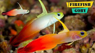 FireFish Goby  Facts About The Red Firefish Goby [upl. by Neerac389]