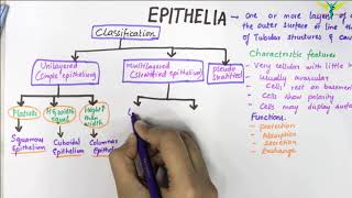 EPITHELIUM  Classification  Basic Histology [upl. by Deehahs]