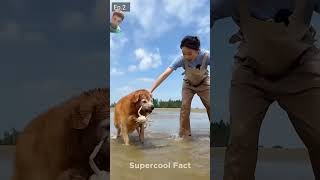 Alex ret me dalkar bhag gya funny dog doglover story shortvideo shorts [upl. by Braunstein]