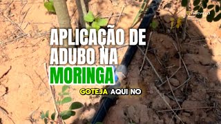 Aplicação de adubo na Moringa oleifera [upl. by Laureen]