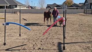 Copper and Memaw competing started course [upl. by Heyde]