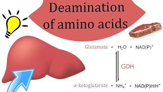 Deamination of amino acids [upl. by Naitsirt62]