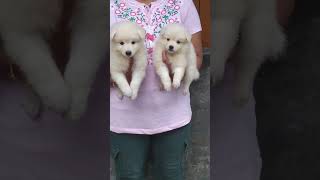 German Spitz puppy for sale lucky dog kennel in Kolkata  9064393486 pug dogs dog [upl. by Cirri]